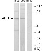 TAF5L Antibody - Western blot analysis of lysates from HT-29 and COS7 cells, using TAF5L Antibody. The lane on the right is blocked with the synthesized peptide.