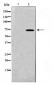 TAF5L Antibody - Western blot of HT29 cell lysate using TAF5L Antibody