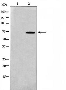 TAF5L Antibody - Western blot analysis on HT29 cell lysates using TAF5L antibody. The lane on the left is treated with the antigen-specific peptide.