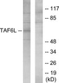 TAF6L Antibody - Western blot analysis of lysates from 293 cells, using TAF6L Antibody. The lane on the right is blocked with the synthesized peptide.