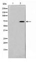 TAF6L Antibody - Western blot of 293 cell lysate using TAF6L Antibody