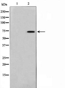 TAF6L Antibody - Western blot analysis on 293 cell lysates using TAF6L antibody. The lane on the left is treated with the antigen-specific peptide.