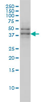 TAF7 Antibody - TAF7 monoclonal antibody (M01), clone 2C5 Western blot of TAF7 expression in MCF-7.