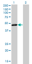 TAF7 Antibody - Western blot of TAF7 expression in transfected 293T cell line by TAF7 monoclonal antibody (M01), clone 2C5.
