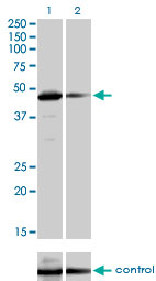 TAF7 Antibody - Western blot of TAF7 over-expressed 293 cell line, cotransfected with TAF7 Validated Chimera RNAi (Lane 2) or non-transfected control (Lane 1). Blot probed with TAF7 monoclonal antibody, clone 2C5. GAPDH ( 36.1 kD ) used as specificity an.