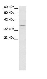 TAF7 Antibody - Jurkat Cell Lysate.  This image was taken for the unconjugated form of this product. Other forms have not been tested.