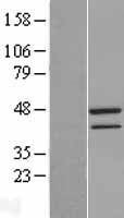 TAF7 Protein - Western validation with an anti-DDK antibody * L: Control HEK293 lysate R: Over-expression lysate
