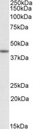 TAF7L Antibody - Goat Anti-TAF7L Antibody (1µg/ml) staining of Human Testis lysate (35µg protein in RIPA buffer). Primary incubation was 1 hour. Detected by chemiluminescencence.