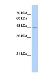 TAF7L Antibody - TAF7L antibody Western blot of Transfected 293T cell lysate. This image was taken for the unconjugated form of this product. Other forms have not been tested.