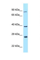 TAF7L Antibody - TAF7L antibody Western blot of 3 Cell lysate. Antibody concentration 1 ug/ml.  This image was taken for the unconjugated form of this product. Other forms have not been tested.