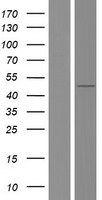 TAF7L Protein - Western validation with an anti-DDK antibody * L: Control HEK293 lysate R: Over-expression lysate