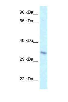 TAF8 Antibody - TAF8 antibody Western blot of Mouse Heart lysate. Antibody concentration 1 ug/ml.  This image was taken for the unconjugated form of this product. Other forms have not been tested.