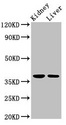 TAF8 Antibody - Positive Western Blot detected in Rat kidney tissue, Mouse liver tissue. All lanes: TAF8 antibody at 2.5 µg/ml Secondary Goat polyclonal to rabbit IgG at 1/50000 dilution. Predicted band size: 35, 38 KDa. Observed band size: 38 KDa