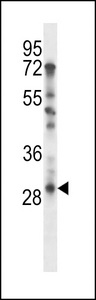 TAF9 Antibody - TAF9 Antibody western blot of U251 cell line lysates (35 ug/lane). The TAF9 antibody detected the TAF9 protein (arrow).