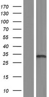 TAF9 Protein - Western validation with an anti-DDK antibody * L: Control HEK293 lysate R: Over-expression lysate