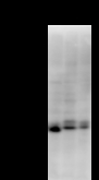 TAF9B Antibody - Detection of TAF9L by Western blot. Samples: Whole cell lysate from human HEK293 (H, 25 ug) , mouse NIH3T3 (M, 25 ug) and rat F2408 (R, 25 ug) cells. Predicted molecular weight: 27 kDa