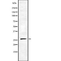 TAF9B Antibody - Western blot analysis of TAF9B using NIH-3T3 whole cells lysates