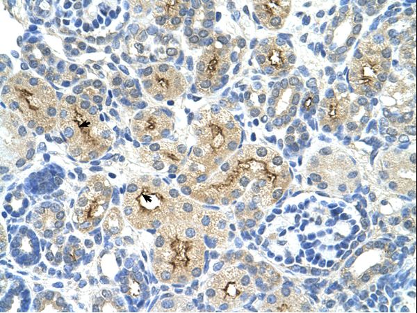 TAFII70 / TAF6 Antibody - TAF6 antibody TAF6(TAF6 RNA polymerase II, TATA box binding protein (TBP)-associated factor, 80kDa) Antibody was used in IHC to stain formalin-fixed, paraffin-embedded human kidney.  This image was taken for the unconjugated form of this product. Other forms have not been tested.