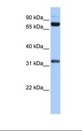 TAFII70 / TAF6 Antibody - Transfected 293T cell lysate. Antibody concentration: 1.0 ug/ml. Gel concentration: 12%.  This image was taken for the unconjugated form of this product. Other forms have not been tested.