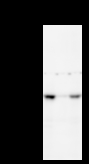 TAFII70 / TAF6 Antibody - Detection of TAF6 by Western blot. Samples: Whole cell lysate from human HeLa (H, 50 ug) , mouse NIH3T3 (M, 50 ug) and rat F2408 (R, 50 ug) cells. Predicted molecular weight: 72 kDa