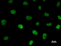 TAFII70 / TAF6 Antibody - Immunostaining analysis in HeLa cells. HeLa cells were fixed with 4% paraformaldehyde and permeabilized with 0.1% Triton X-100 in PBS. The cells were immunostained with anti-TAF6 mAb.
