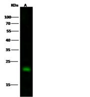 TAGLN / Transgelin / SM22 Antibody - Anti-TAGLN rabbit polyclonal antibody at 1:500 dilution. Lane A: Hela Whole Cell Lysate. Lysates/proteins at 30 ug per lane. Secondary: Goat Anti-Rabbit IgG H&L (Dylight 800) at 1/10000 dilution. Developed using the Odyssey technique. Performed under reducing conditions. Predicted band size: 23 kDa. Observed band size: 23 kDa.