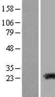 TAGLN3 / Neuronal Protein 22 Protein - Western validation with an anti-DDK antibody * L: Control HEK293 lysate R: Over-expression lysate
