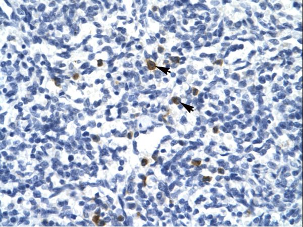 TAL1 Antibody - TAL1 antibody P100970_P050-NP_003180-TAL1 (T-cell acute lymphocytic leukemia 1) Antibody was used in IHC to stain formalin-fixed, paraffin-embedded human spleen.  This image was taken for the unconjugated form of this product. Other forms have not been tested.