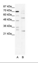 TAL1 Antibody - A: Marker, B: HepG2 Cell Lysate.  This image was taken for the unconjugated form of this product. Other forms have not been tested.