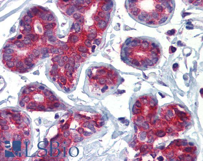 TAL1 Antibody - Anti-TAL1 antibody IHC of human breast. Immunohistochemistry of formalin-fixed, paraffin-embedded tissue after heat-induced antigen retrieval. Antibody concentration 5 ug/ml.  This image was taken for the unconjugated form of this product. Other forms have not been tested.