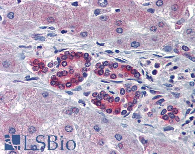 TAL1 Antibody - Anti-TAL1 antibody IHC of human liver. Immunohistochemistry of formalin-fixed, paraffin-embedded tissue after heat-induced antigen retrieval. Antibody concentration 5 ug/ml.  This image was taken for the unconjugated form of this product. Other forms have not been tested.