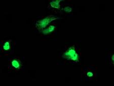 TAL1 Antibody - Anti-TAL1 mouse monoclonal antibody immunofluorescent staining of COS7 cells transiently transfected by pCMV6-ENTRY TAL1.