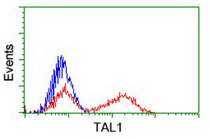 TAL1 Antibody - HEK293T cells transfected with either overexpress plasmid (Red) or empty vector control plasmid (Blue) were immunostained by anti-TAL1 antibody, and then analyzed by flow cytometry.