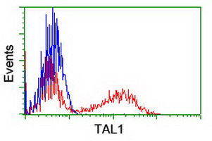 TAL1 Antibody - HEK293T cells transfected with either overexpress plasmid (Red) or empty vector control plasmid (Blue) were immunostained by anti-TAL1 antibody, and then analyzed by flow cytometry.