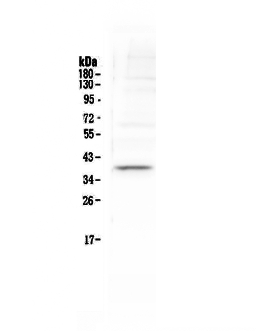 TAL1 Antibody - Western blot - Anti-Tal1/Scl Picoband antibody