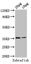 TAL1 Antibody - Positive Western Blot detected in Zebrafish tissue 20 ug, 10 ug. All lanes: tal1 antibody at 3 µg/ml Secondary Goat polyclonal to rabbit IgG at 1/50000 dilution. Predicted band size: 36, 23 KDa. Observed band size: 36 KDa