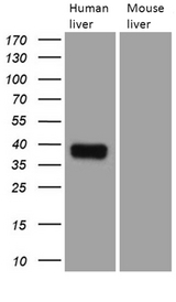 TALDO1 / Transaldolase 1 Antibody - Western blot analysis of extracts. (35ug) from 2 different tissue lysates by using anti-TALDO1 monoclonal antibody. (1:500)