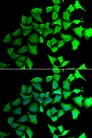 TALDO1 / Transaldolase 1 Antibody - Immunofluorescence analysis of HeLa cells.