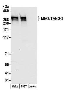 TANGO / MIA3 Antibody - Detection of human MIA3/TANGO by western blot. Samples: Whole cell lysate (50 µg) from HeLa, HEK293T, and Jurkat cells prepared using NETN lysis buffer. Antibody: Affinity purified rabbit anti-MIA3/TANGO antibody used for WB at 0.1 µg/ml. Detection: Chemiluminescence with an exposure time of 10 seconds.