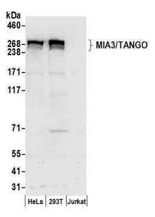 TANGO / MIA3 Antibody - Detection of human MIA3/TANGO by western blot. Samples: Whole cell lysate (50 µg) from HeLa, HEK293T, and Jurkat cells prepared using NETN lysis buffer. Antibody: Affinity purified rabbit anti-MIA3/TANGO antibody used for WB at 0.1 µg/ml. Detection: Chemiluminescence with an exposure time of 30 seconds.