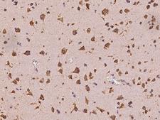 TANGO / MIA3 Antibody - Immunochemical staining of human MIA3 in human brain with rabbit polyclonal antibody at 1:100 dilution, formalin-fixed paraffin embedded sections.