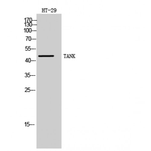 TANK Antibody - Western blot of TANK antibody