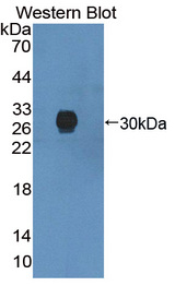 TANK Antibody - Western blot of TANK antibody.