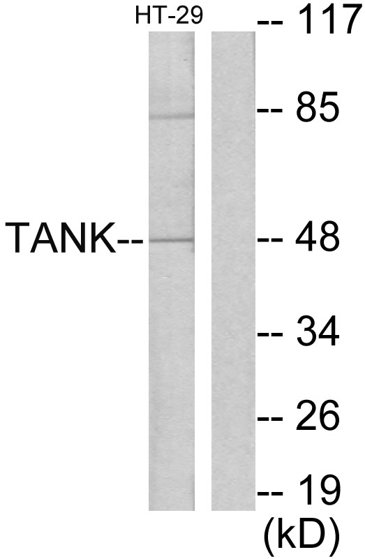 TANK Antibody - Western blot analysis of lysates from HT29 cells, using I-TRAF Antibody. The lane on the right is blocked with the synthesized peptide.
