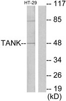 TANK Antibody - Western blot analysis of lysates from HT29 cells, using I-TRAF Antibody. The lane on the right is blocked with the synthesized peptide.