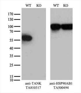 TANK Antibody - Equivalent amounts of cell lysates  and TANK-Knockout HeLa cells  were separated by SDS-PAGE and immunoblotted with anti-TANK monoclonal antibody. Then the blotted membrane was stripped and reprobed with anti-HSP90 antibody as a loading control.