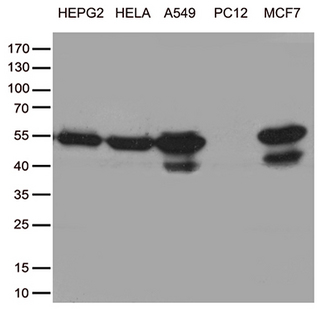 TANK Antibody - Western blot analysis of extracts. (35ug) from cell lines by using anti-TANK monoclonal antibody. (1:500)