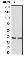 TANK Antibody - Western blot analysis of TANK expression in HeLa (A); Raw264.7 (B) whole cell lysates.
