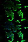 TANK Antibody - Immunofluorescence analysis of HeLa cells.