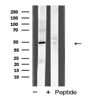 TANK Antibody - Western blot analysis of I-TRAF expression in HT29 cells